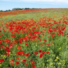 Digital Camera P42001