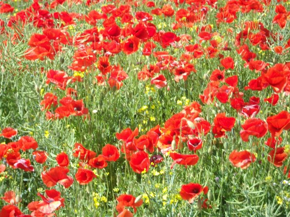 Digital Camera P42001