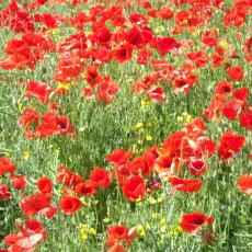 Digital Camera P42001