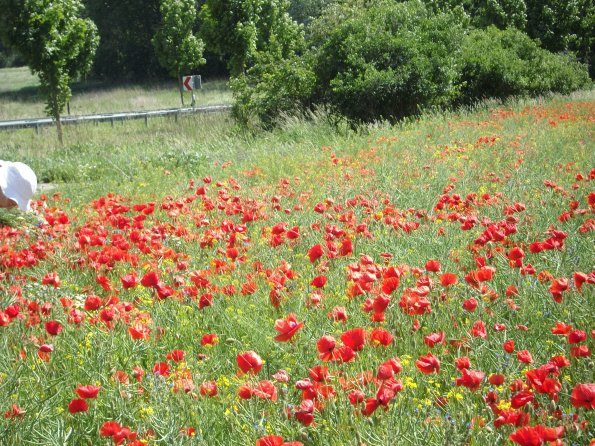 Digital Camera P42001