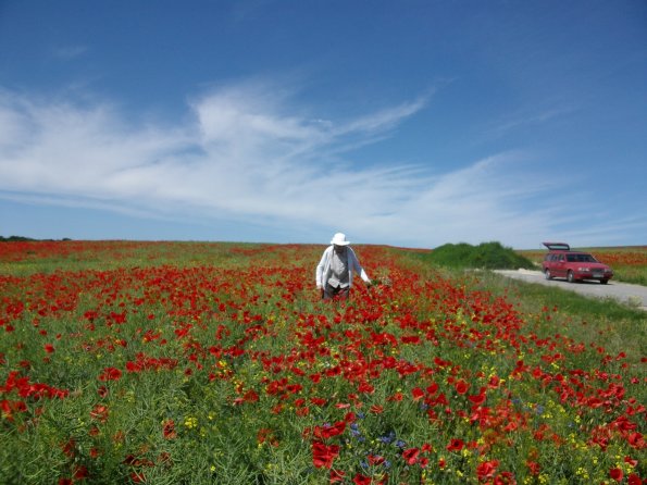 Digital Camera P42001