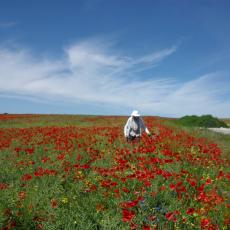 Digital Camera P42001