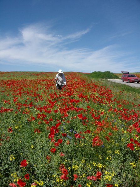 Digital Camera P42001