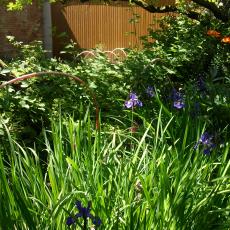 Digital Camera P42001