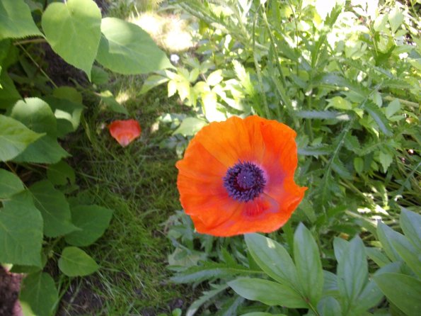 Digital Camera P42001