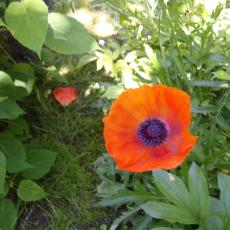 Digital Camera P42001