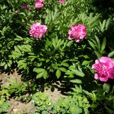 Digital Camera P42001