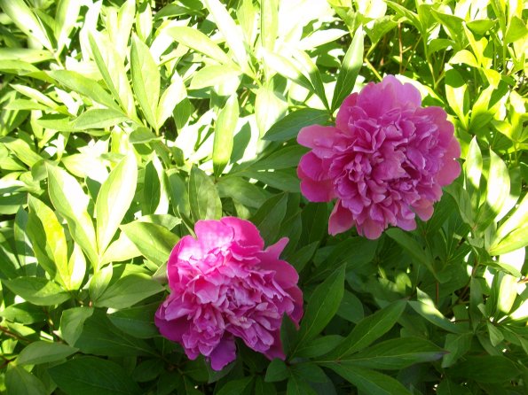 Digital Camera P42001