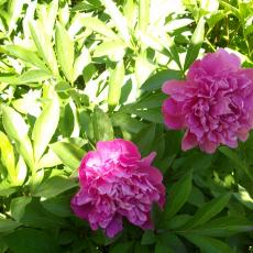 Digital Camera P42001