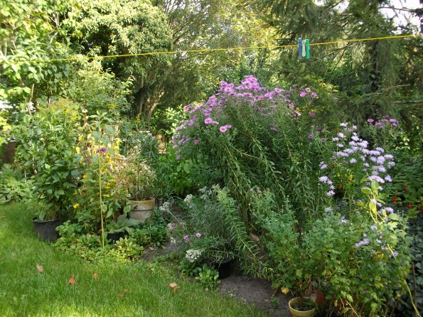 Digital Camera P42001