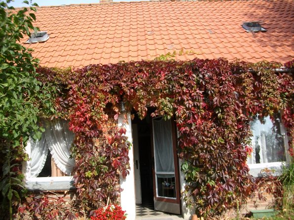 Digital Camera P42001