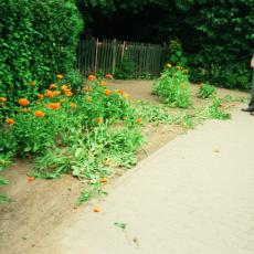Opa Ulli betrachtet den Schaden_ Blumen kaputt gefahren_1999